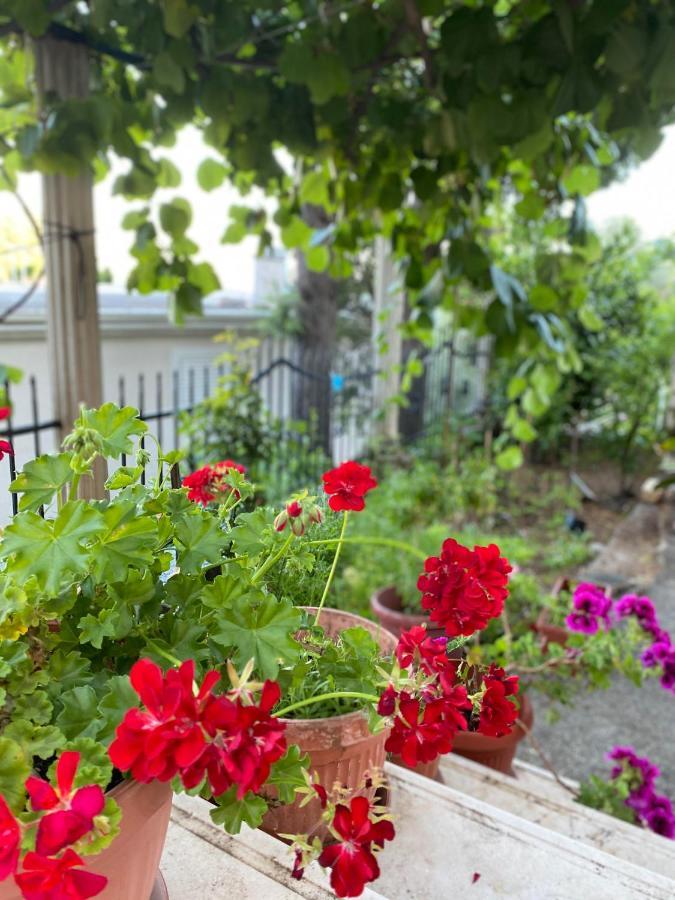 Apartments Mandarina Garden Petrovac Eksteriør billede